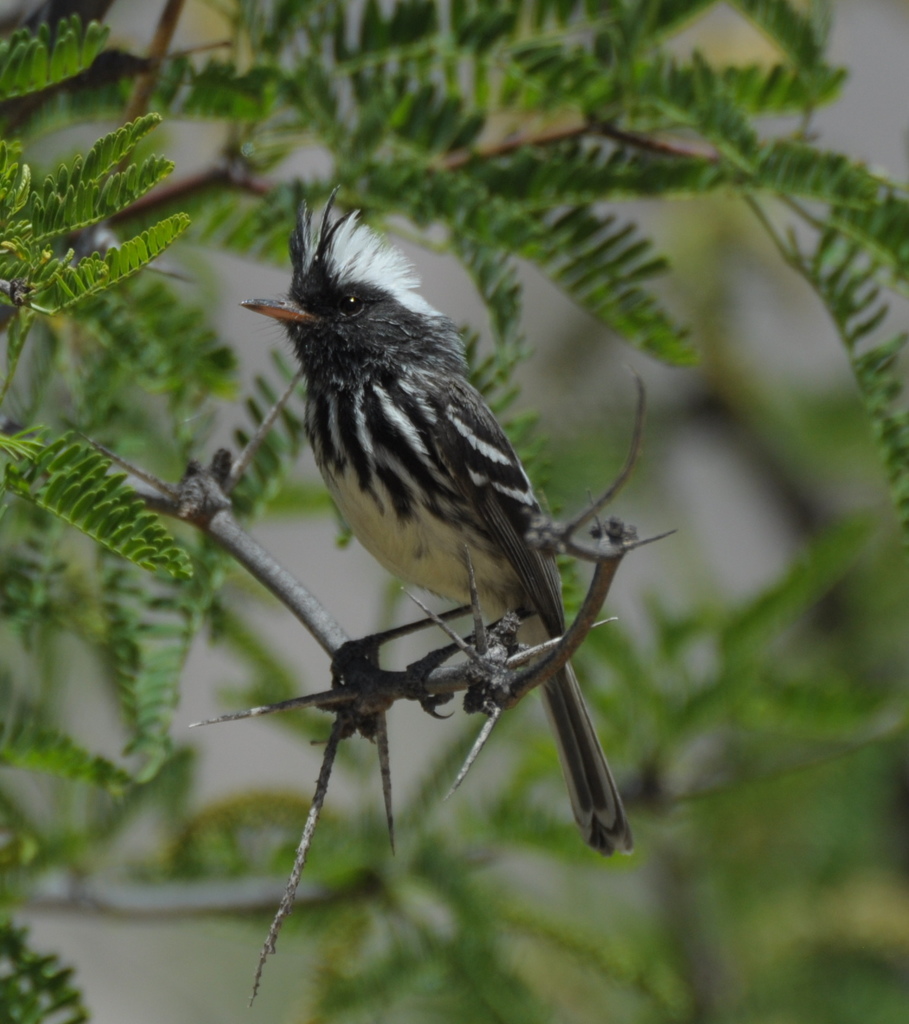 Pied-crested Tit-Tyrant photo