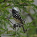 Pied-crested Tit-Tyrant - Photo (c) charif_tala, some rights reserved (CC BY-NC)