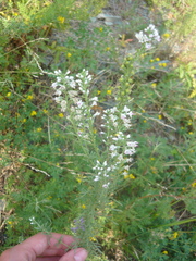 Veronica pinnata