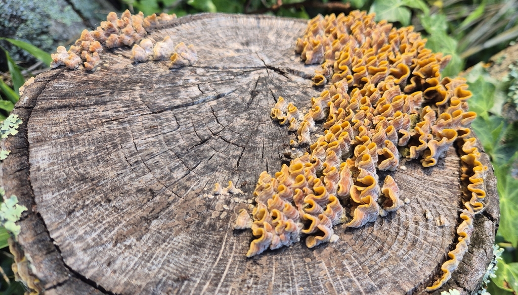 Stereum hirsutum · November 2025 · photo: © opanukuexplorer (iNaturalist, cc0)