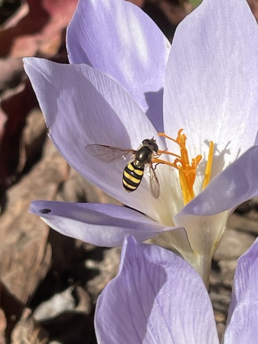 Unknown species found near Greenville County, SC, USA