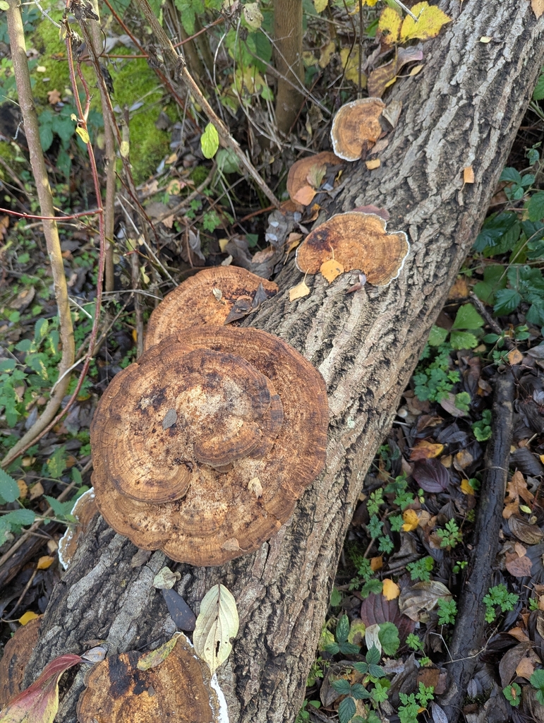 Daedaleopsis confragosa · November 2025 · photo: © pilmar (iNaturalist, cc0)