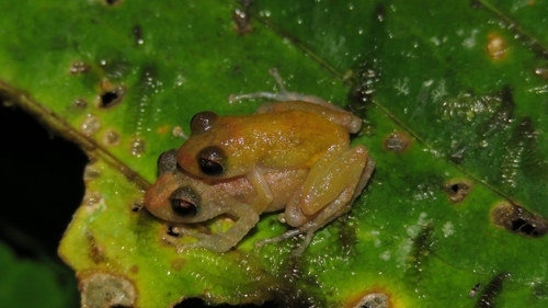 La Planada Robber Frog, Pristimantis apiculatus