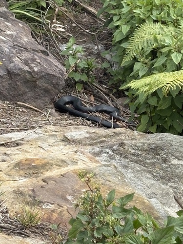 Red-bellied Black Snake sighting