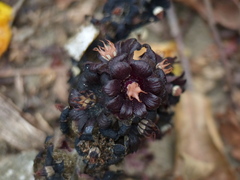 Bdallophytum americanum