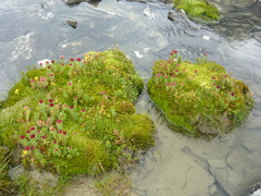 Rhodiola algida