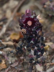 Bdallophytum americanum
