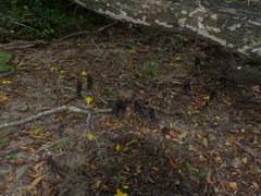 Bdallophytum americanum