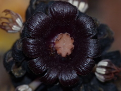 Bdallophytum americanum