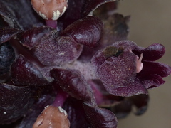 Bdallophytum americanum