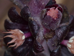 Bdallophytum americanum