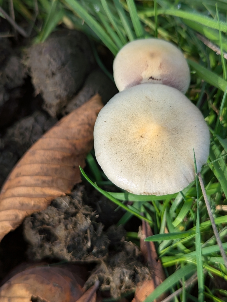 Protostropharia semiglobata · November 2025 · photo: © pilmar (iNaturalist, cc0)