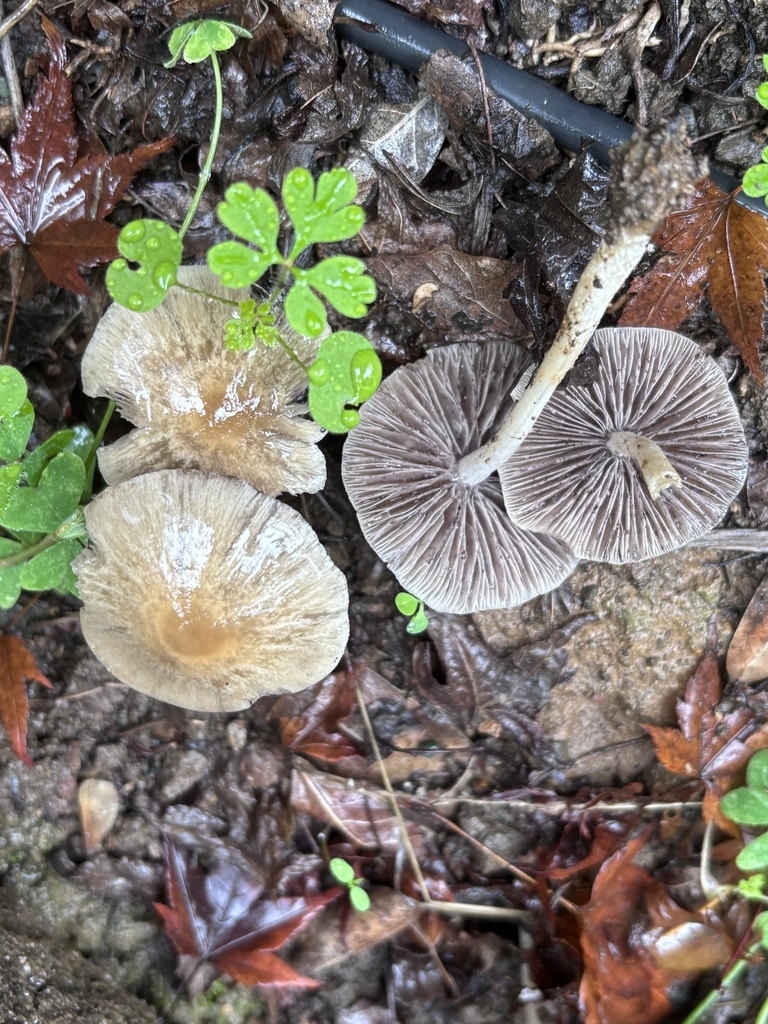 Candolleomyces candolleanus · November 2025 · photo: © reago (iNaturalist, cc-by)