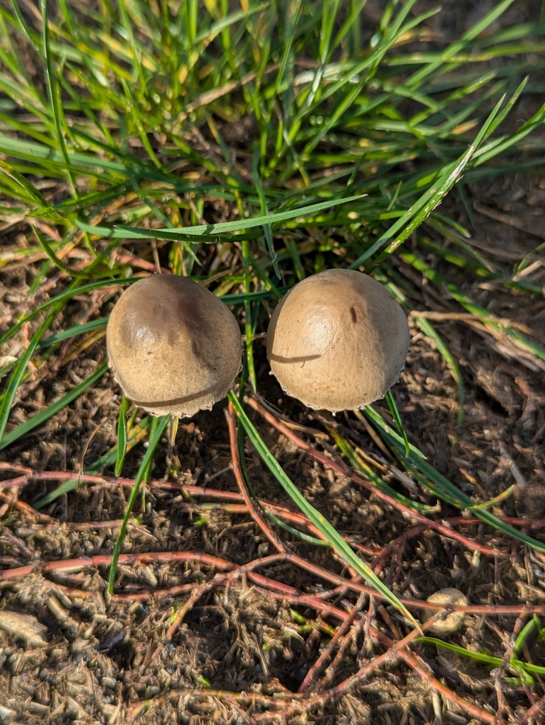 Panaeolus papilionaceus · November 2025 · photo: © pilmar (iNaturalist, cc0)