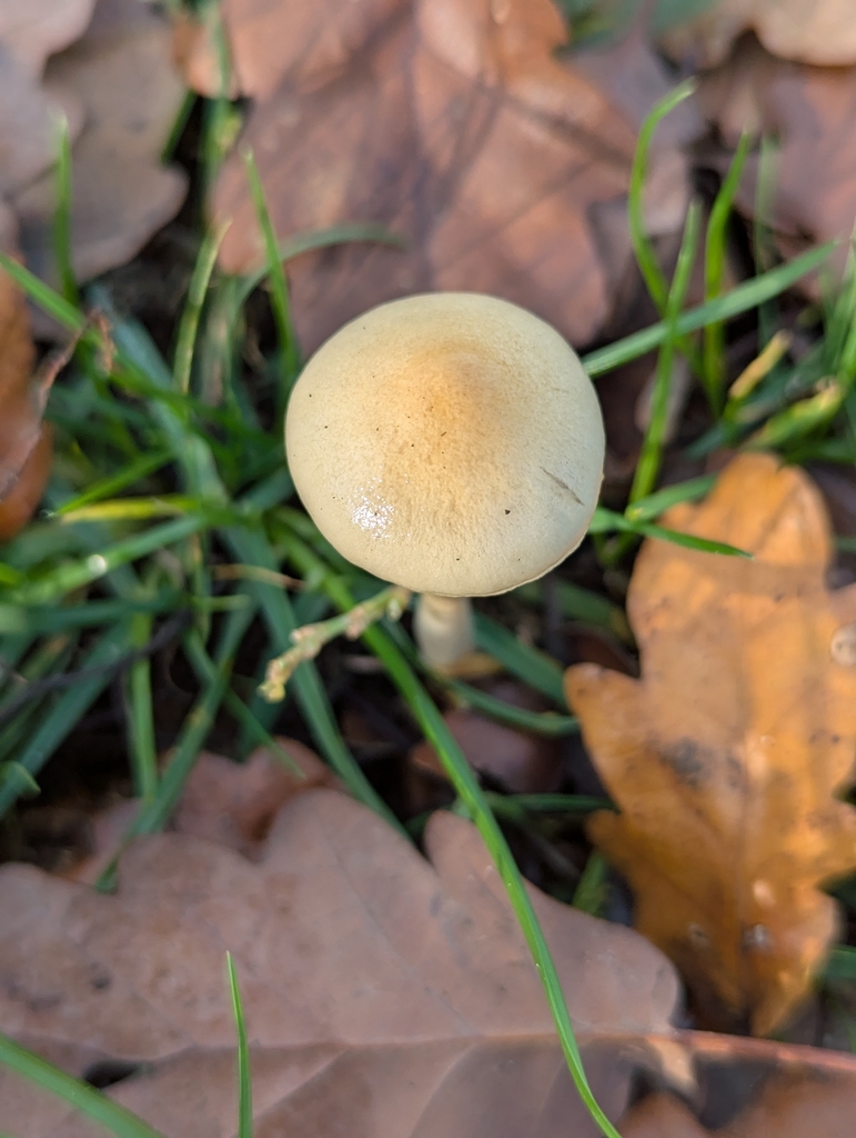 Protostropharia semiglobata