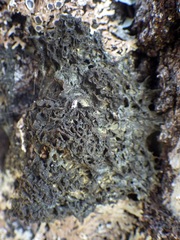 Leptogium brebissonii