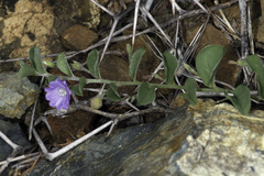 Evolvulus convolvuloides