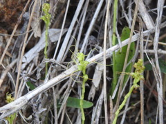 Peristylus