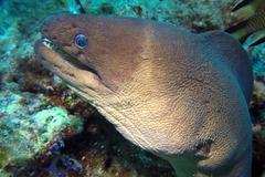Gymnothorax unicolor