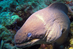 Gymnothorax unicolor