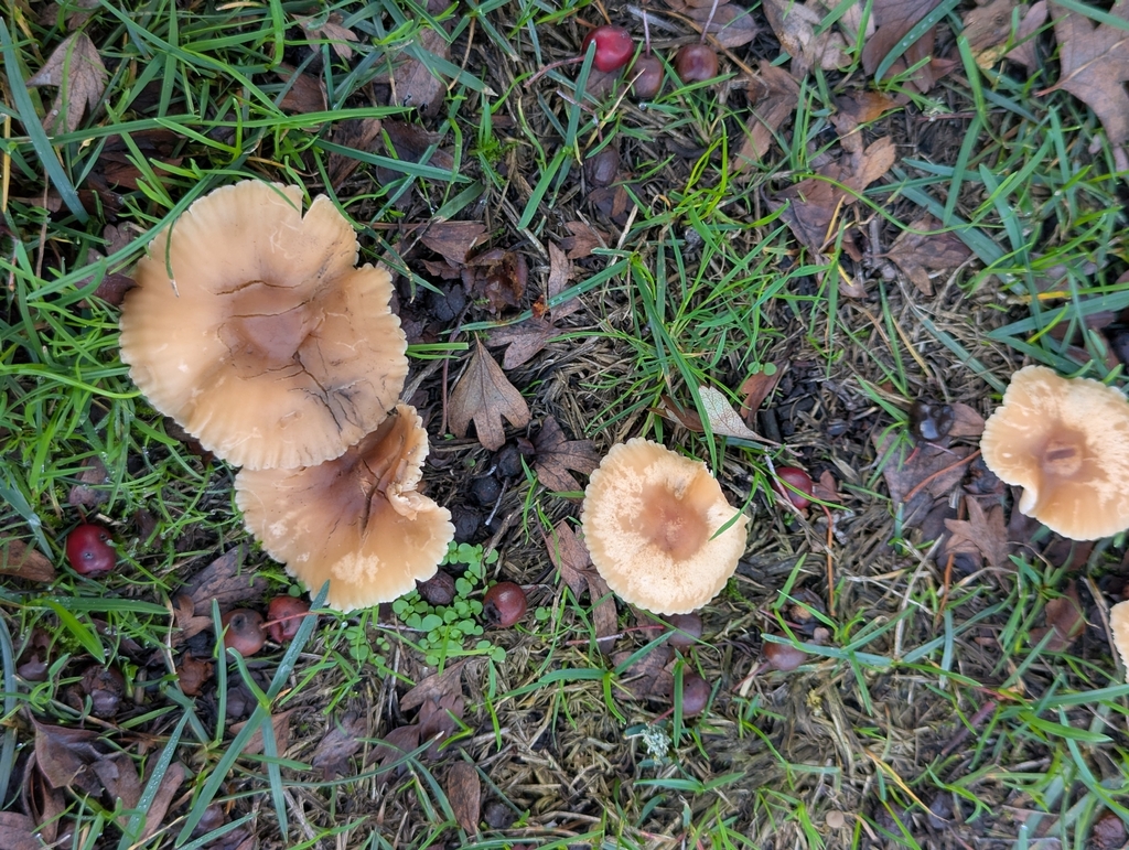 Marasmius oreades