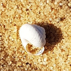 Xeroplexa carrapateirensis