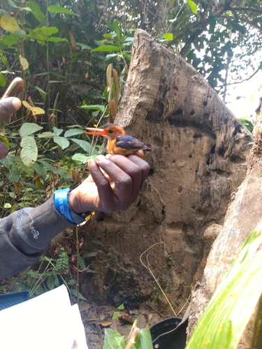 African Pygmy Kingfisher