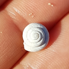 Xeroplexa carrapateirensis