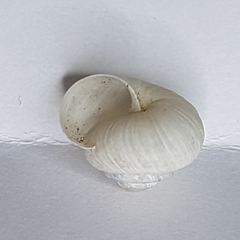 Xeroplexa carrapateirensis