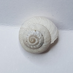 Xeroplexa carrapateirensis