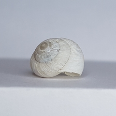 Xeroplexa carrapateirensis