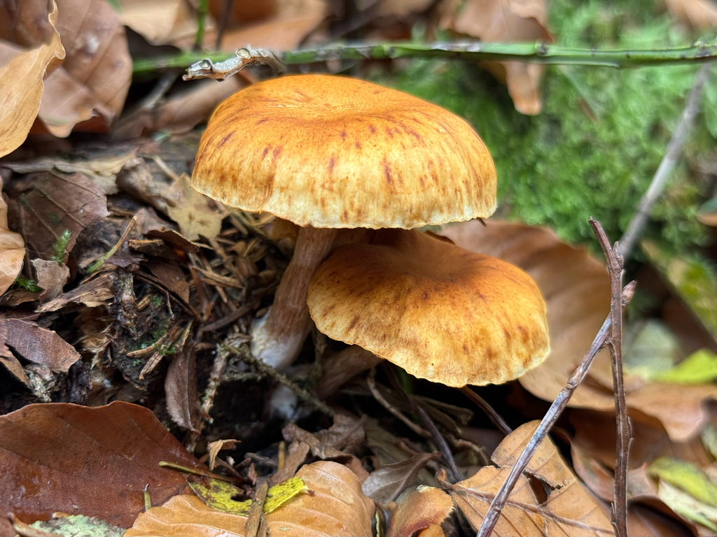 Gymnopilus penetrans · November 2025 · photo: © chimpers (iNaturalist, cc0)