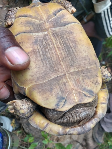 Western hinge-back tortoise