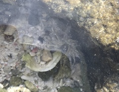 Isoaulactinia
