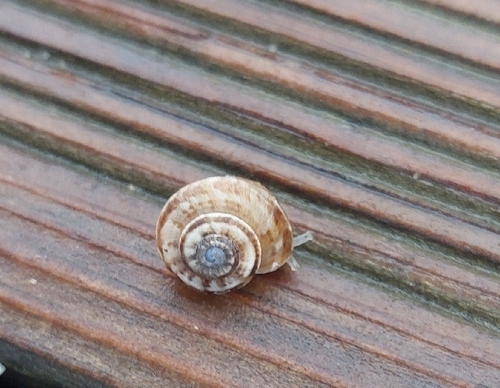 Theba pisana almogravensis