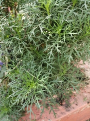 Asteraceae