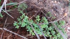 Ononis ramosissima, photograph Tristan Haab, CC BY, iNaturalist via GBIF