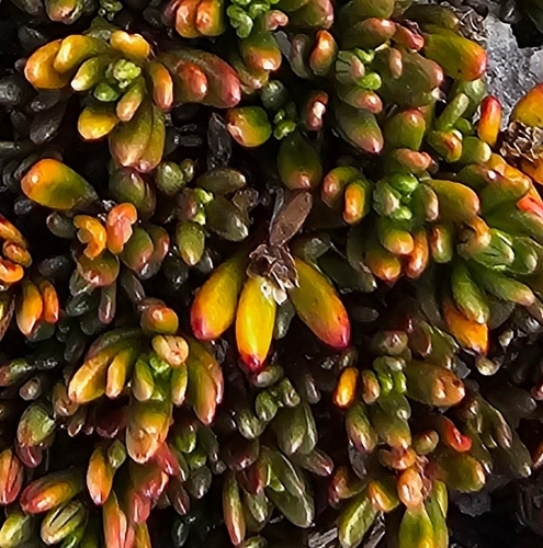 Poranthera alpina, 2025-11-06