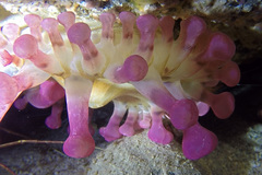 Telmatactis cricoides