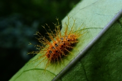 Diekeana admirabilis