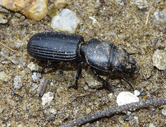Passalidius fortipes