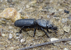 Passalidius fortipes