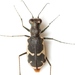 Schaupp's Tiger Beetle - Photo (c) Mike Quinn, Austin, TX, some rights reserved (CC BY-NC), uploaded by Mike Quinn, Austin, TX