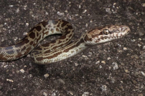 Cape York Spotted Python sighting