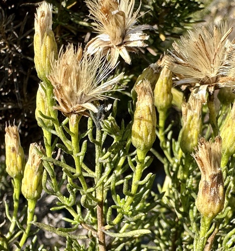 Eastwood's goldenbush (Ericameria fasciculata)