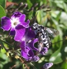 Thyreus histrionicus