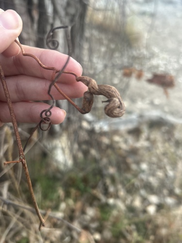 Unknown species found near Mississippi Gateway Regional Park, Brooklyn Park, MN, US