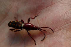 Baryrhynchus poweri