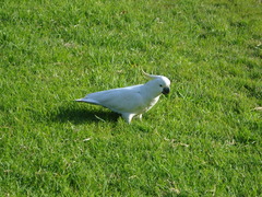 Cacatua galerita