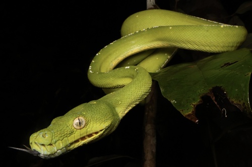 Southern Green Python sighting